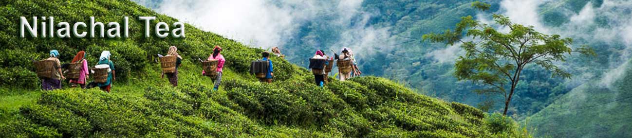 Our Tea Garden